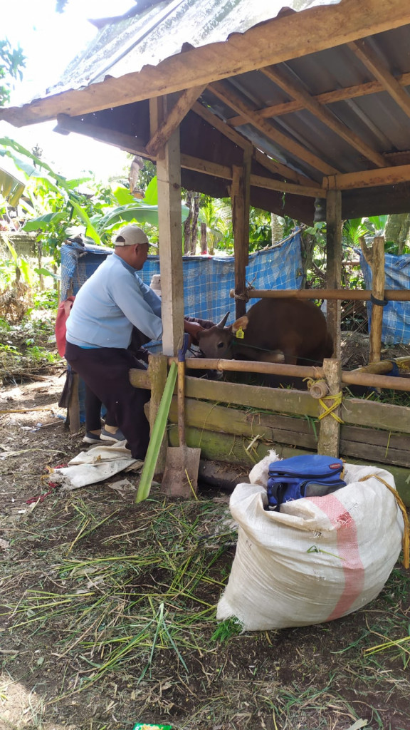 Vaksinasi PMK Serentak Se-Desa Sembung
